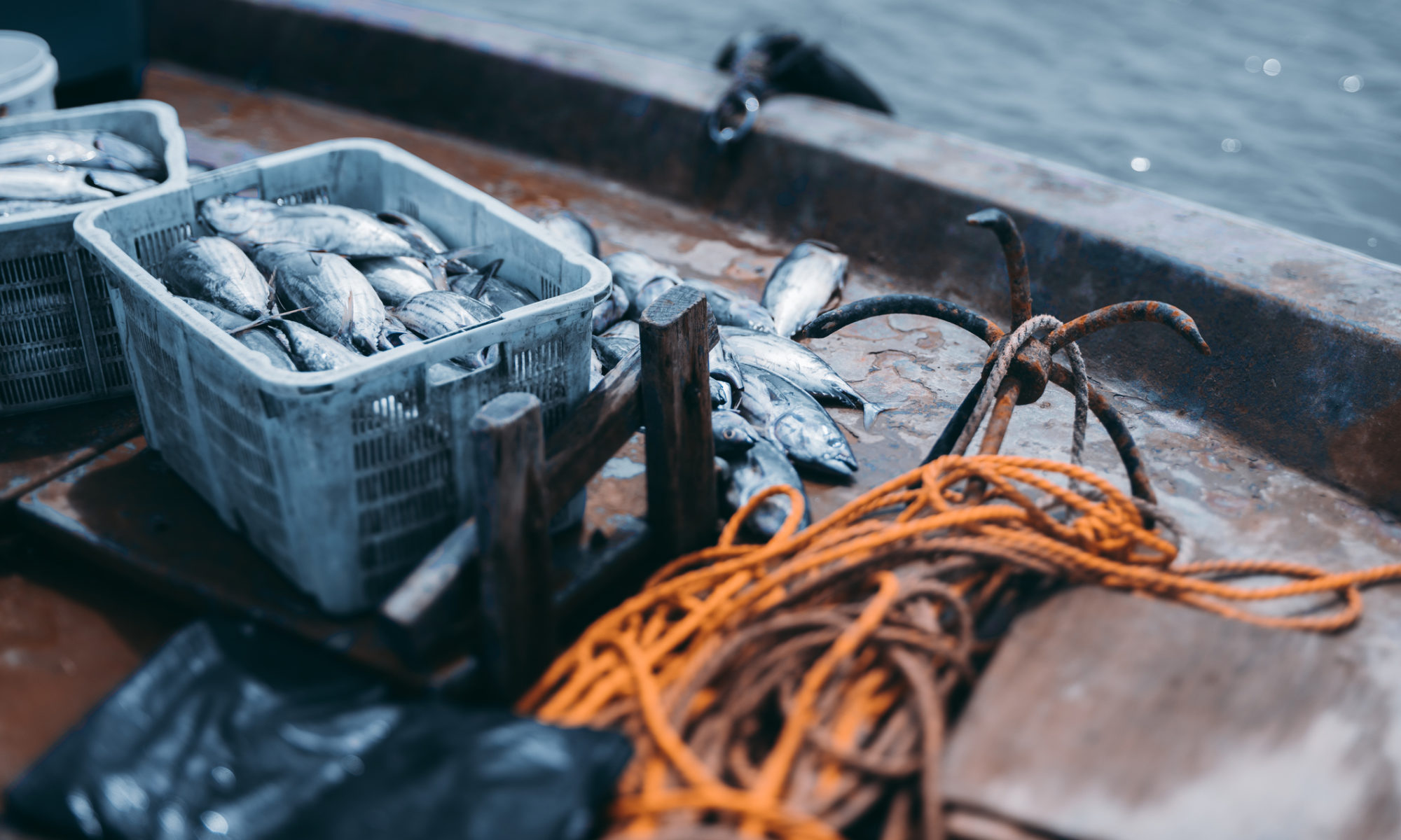 Competence in trading frozen fish | Flamingo Fisch GmbH & Co. KG Bremerhaven